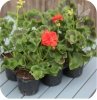 Pelargonia rabatowa biała  6 sztuk